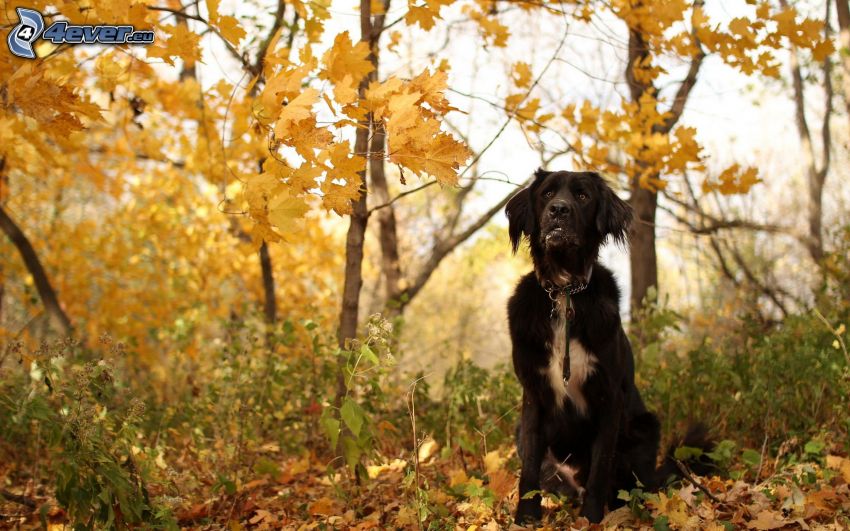 chien noir, forêt d'automne