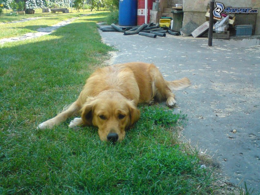 chien sur l'herbe