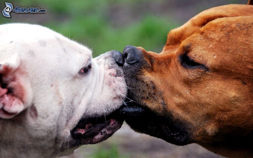 chiens, baiser, couple
