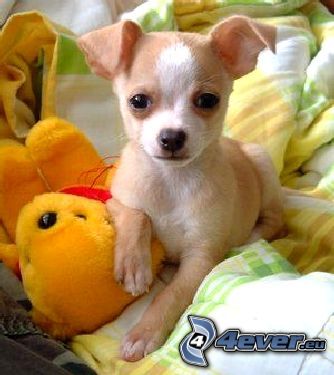 Chihuahua, couette