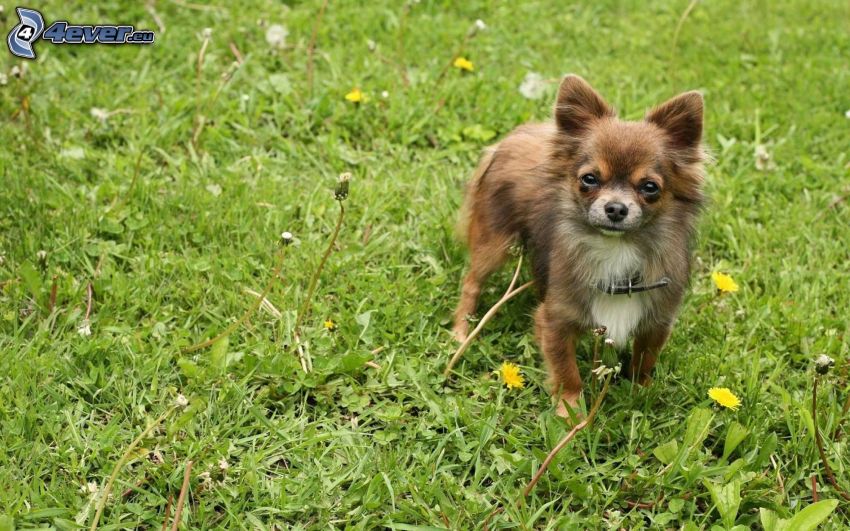 Chihuahua, pissenlits, l'herbe