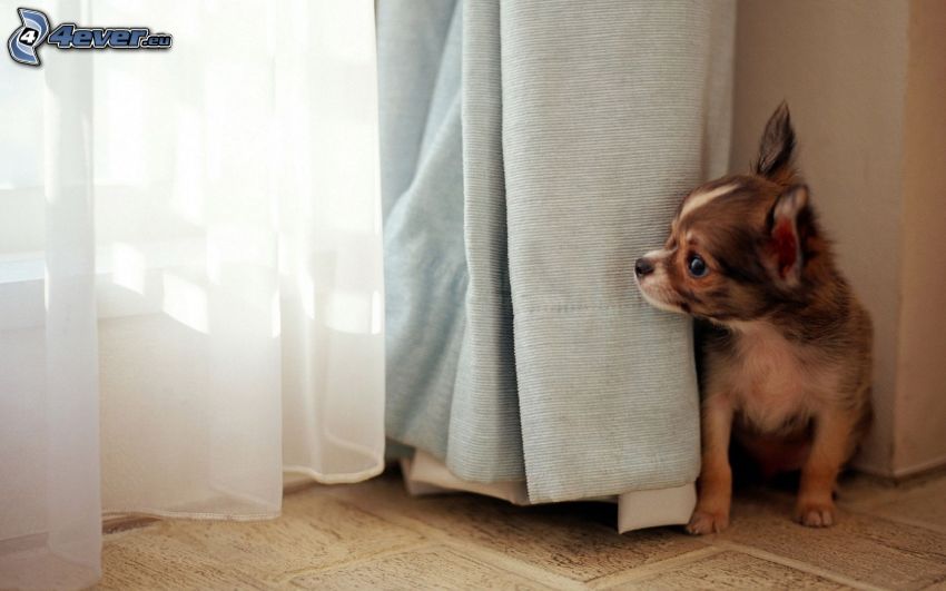 Chihuahua, rideaux