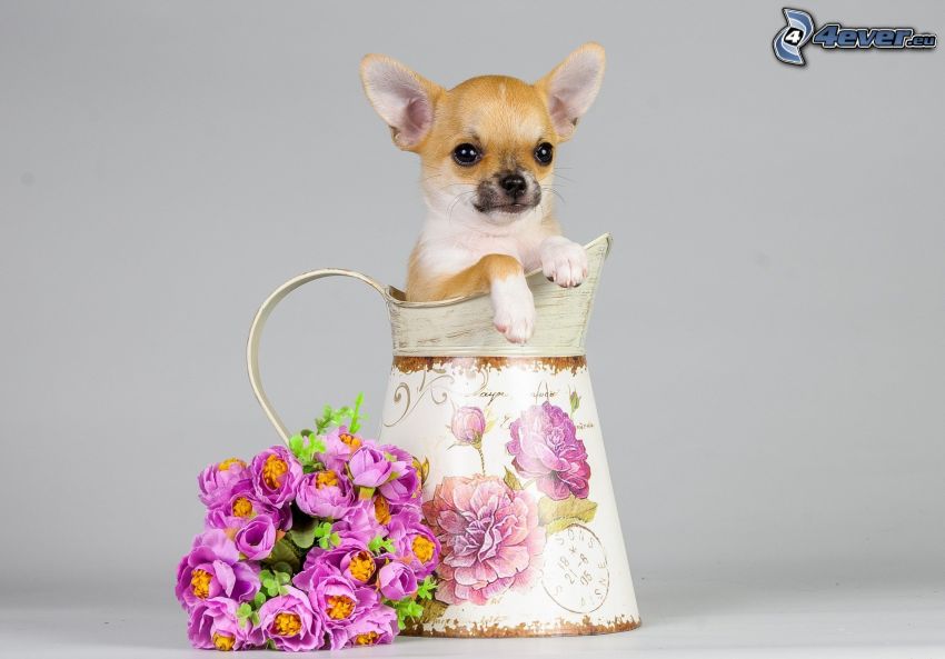 Chihuahua, vase, bouquet