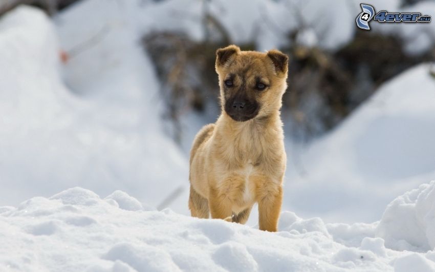 chiot, neige