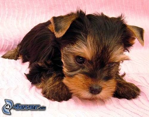 chiot, Yorkshire Terrier
