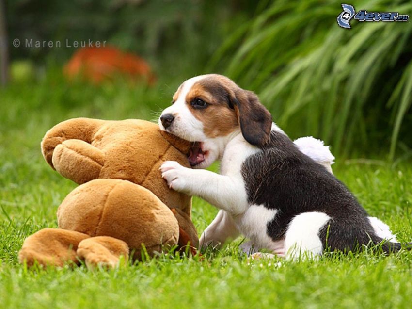 chiot beagle, jouet en peluche, jeu