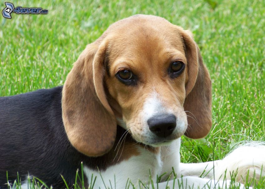 chiot beagle, pelouse