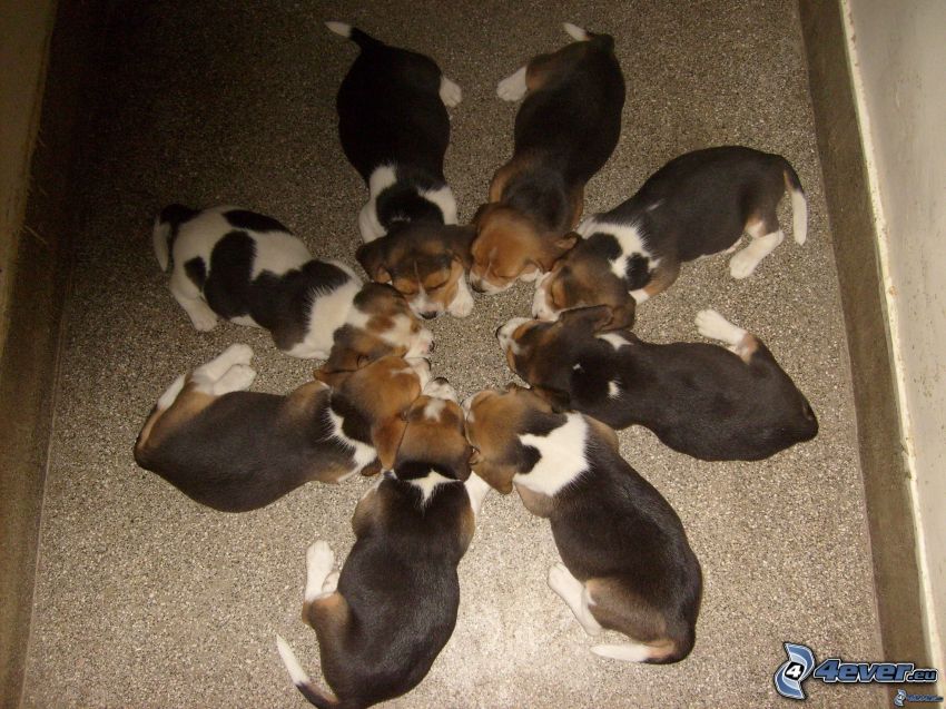 chiots de beagle, cercle