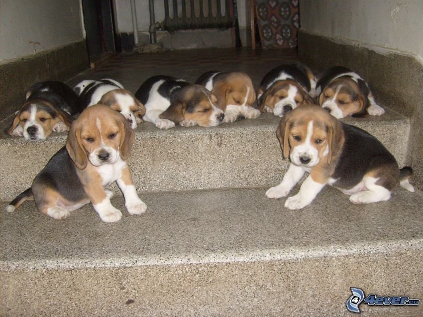 chiots de beagle, escaliers