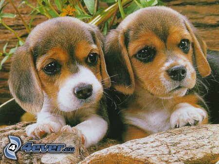 chiots de beagle