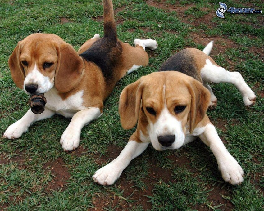 chiots de beagle