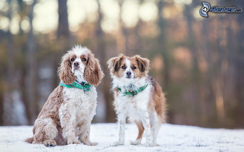 deux chiens, neige