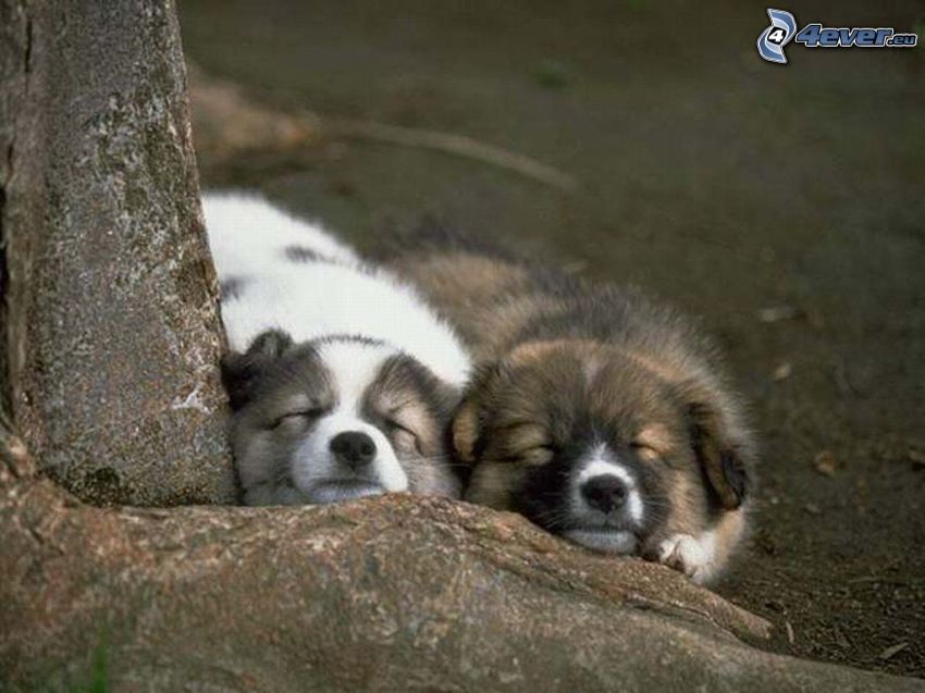 golden retriever, chiots