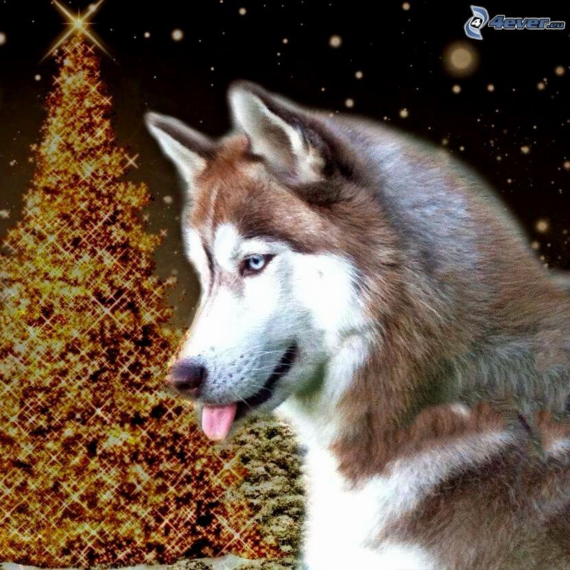 Husky sibérien, arbre de Noël