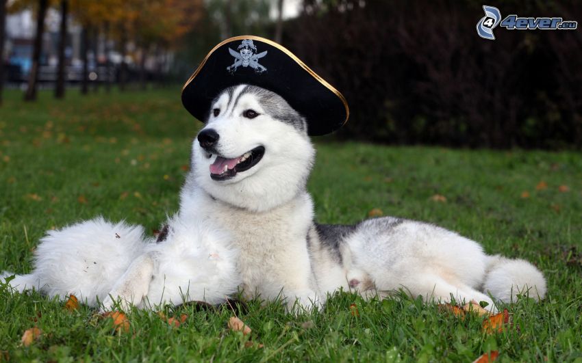 Husky sibérien, chapeau de pirate, pelouse