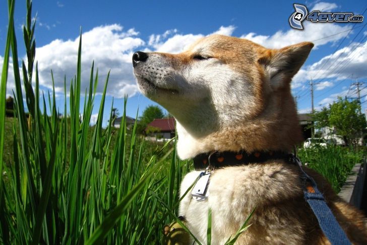 Husky sibérien, chien brun, l'herbe haute, fierté