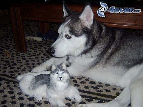 Husky sibérien, chien en peluche