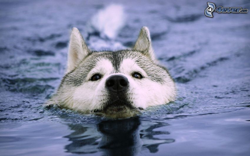 Husky sibérien, eau, natation