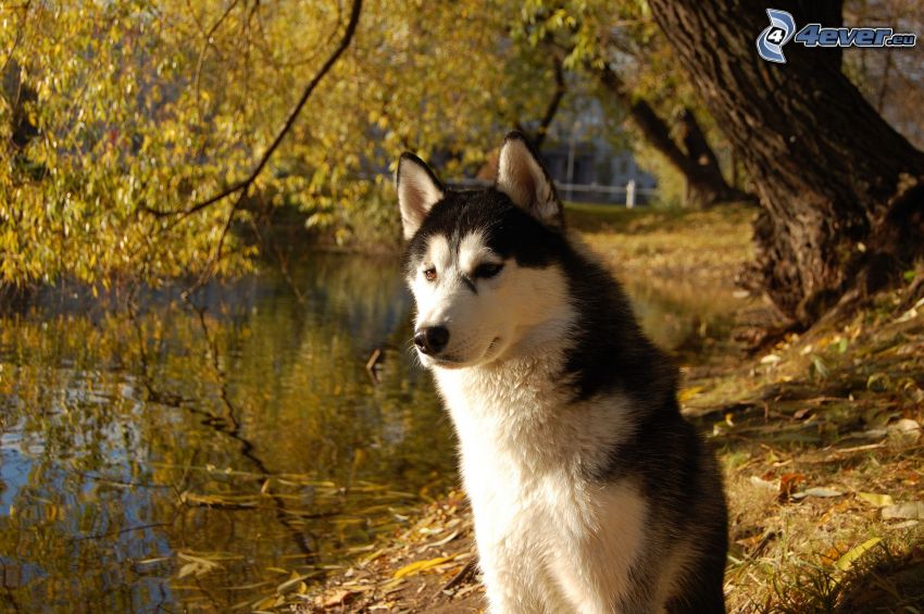 Husky sibérien, lac