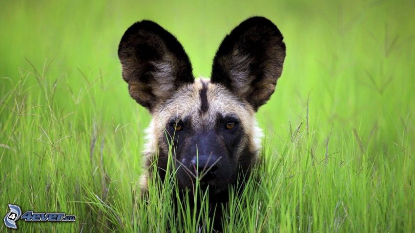hyène, l'herbe