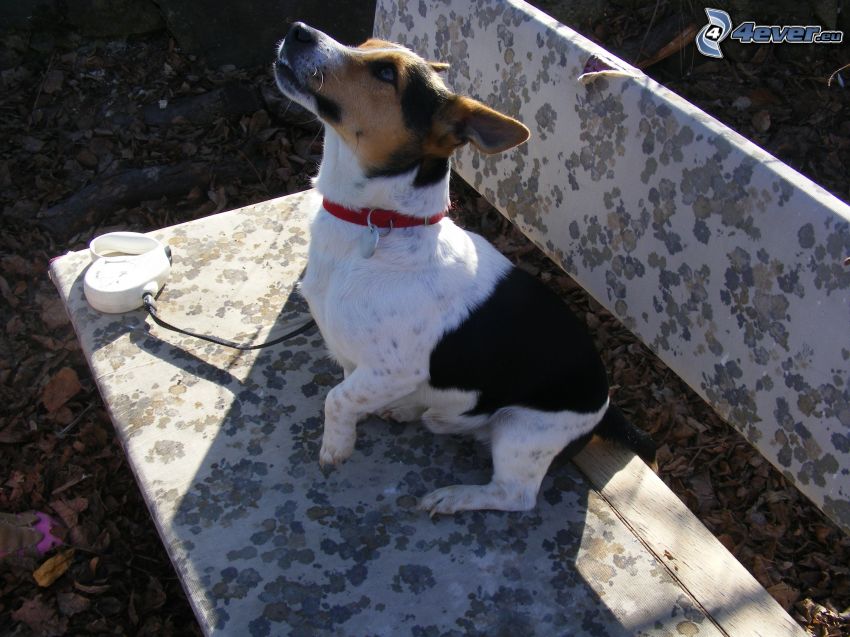 Jack Russell terrier, banc, guidé
