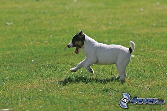 Jack Russell terrier, chien sur l'herbe