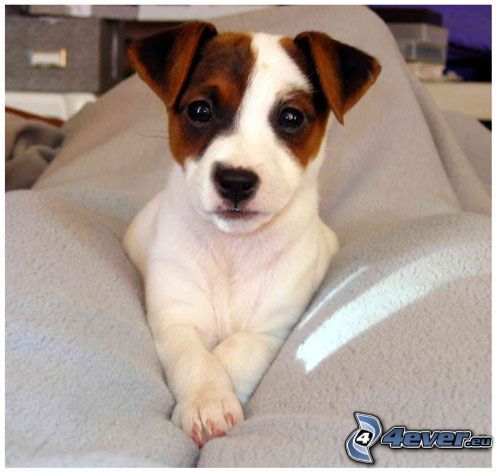 Jack Russell terrier, chiot, oreilles, museau
