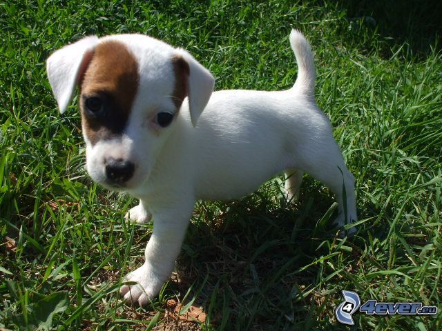 Jack Russell terrier, chiot