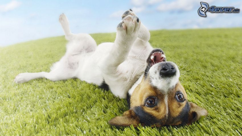 Jack Russell terrier, l'herbe