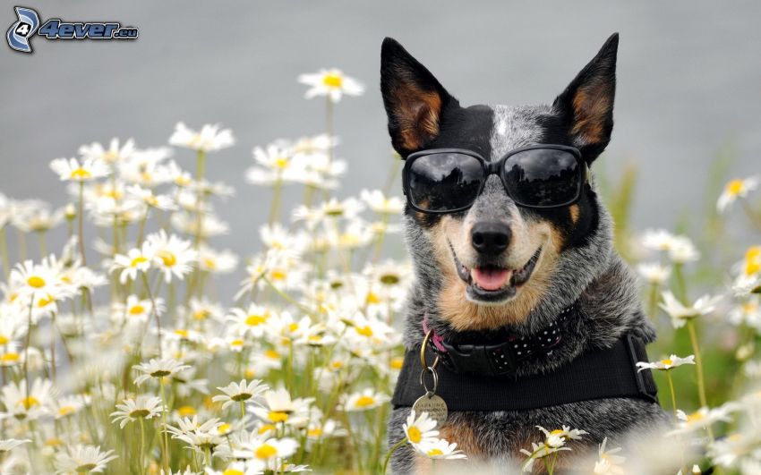 le chien à lunettes, Bouvier australien, marguerites