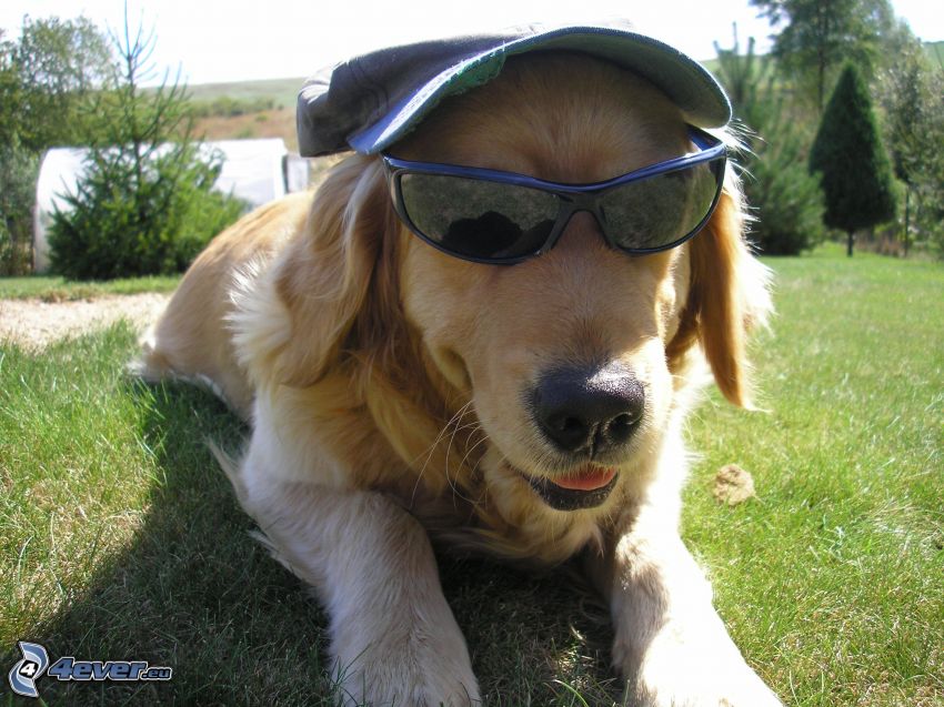 le chien à lunettes, casquette, golden retriever