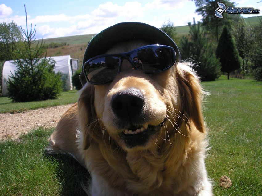 le chien à lunettes, casquette