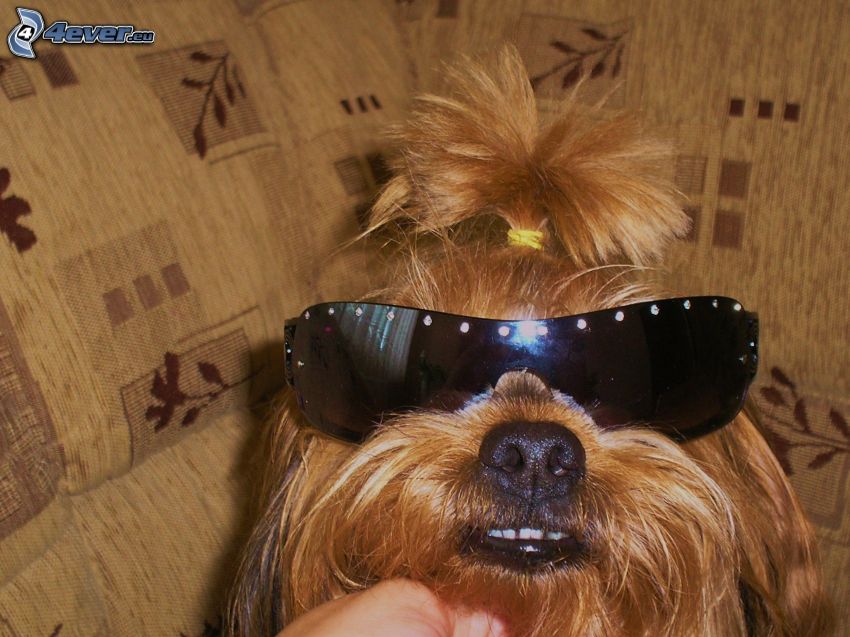 le chien à lunettes, Yorkshire Terrier, lunettes de soleil, queue de cheval