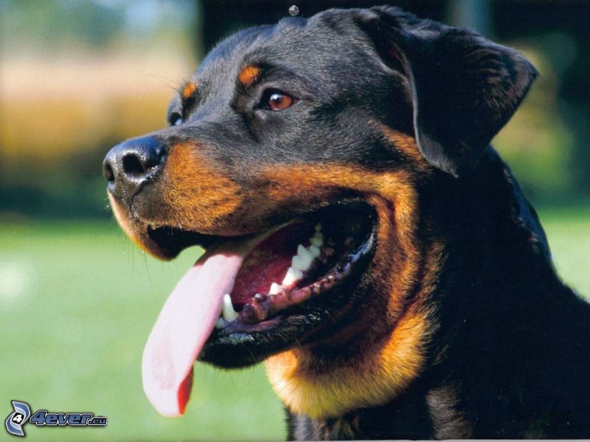 rottweiler, langue tiré