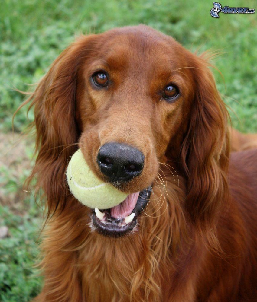 Setter irlandais, balle de tennis