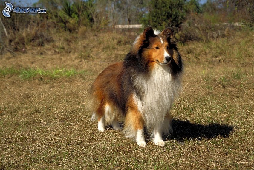 sheltie