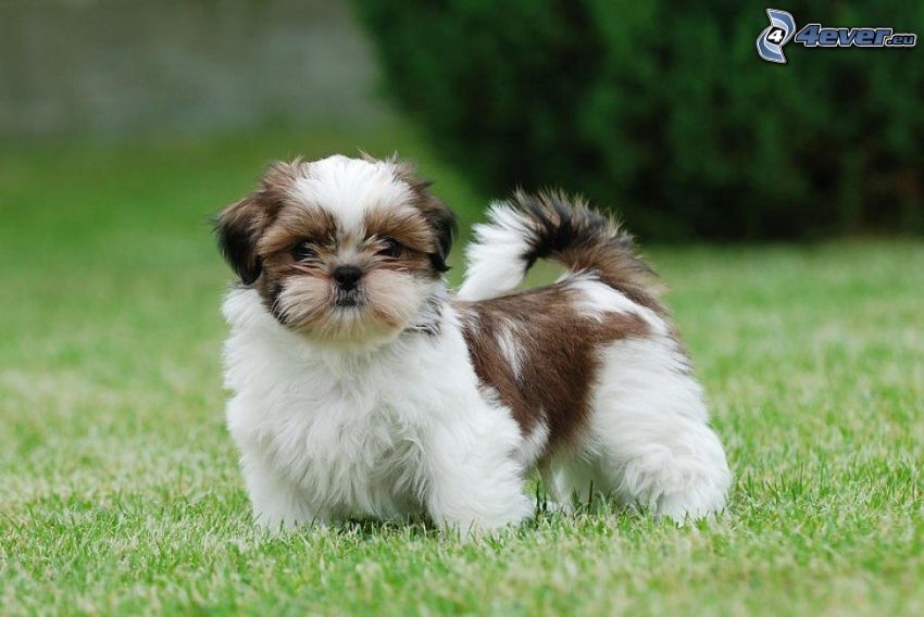 shih-tzu