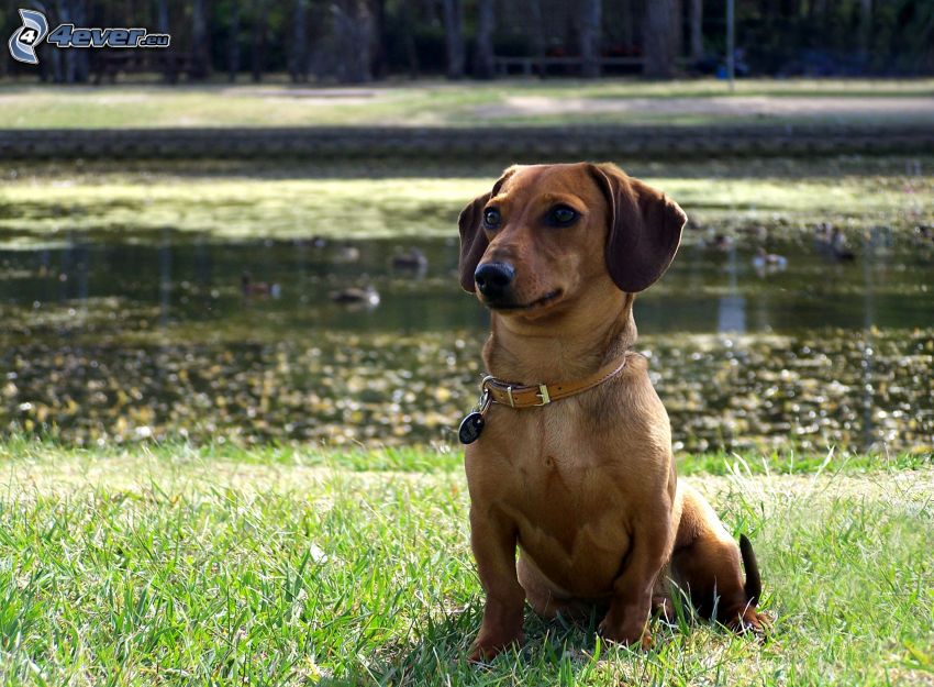 teckel par la rivière, chien au bord du lac, pelouse