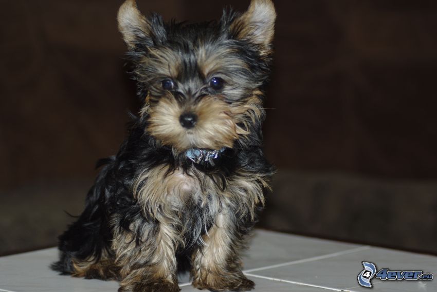 Yorkshire Terrier, chiot