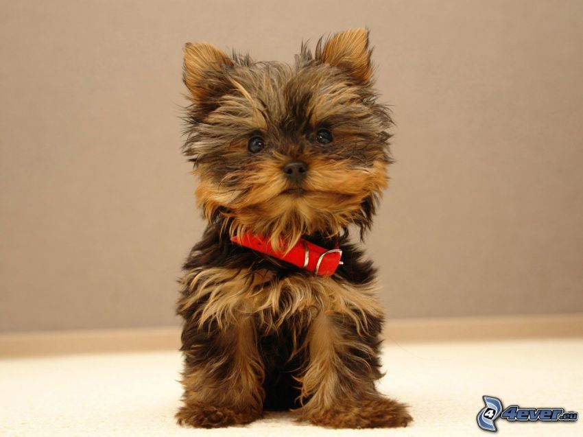 Yorkshire Terrier, chiot