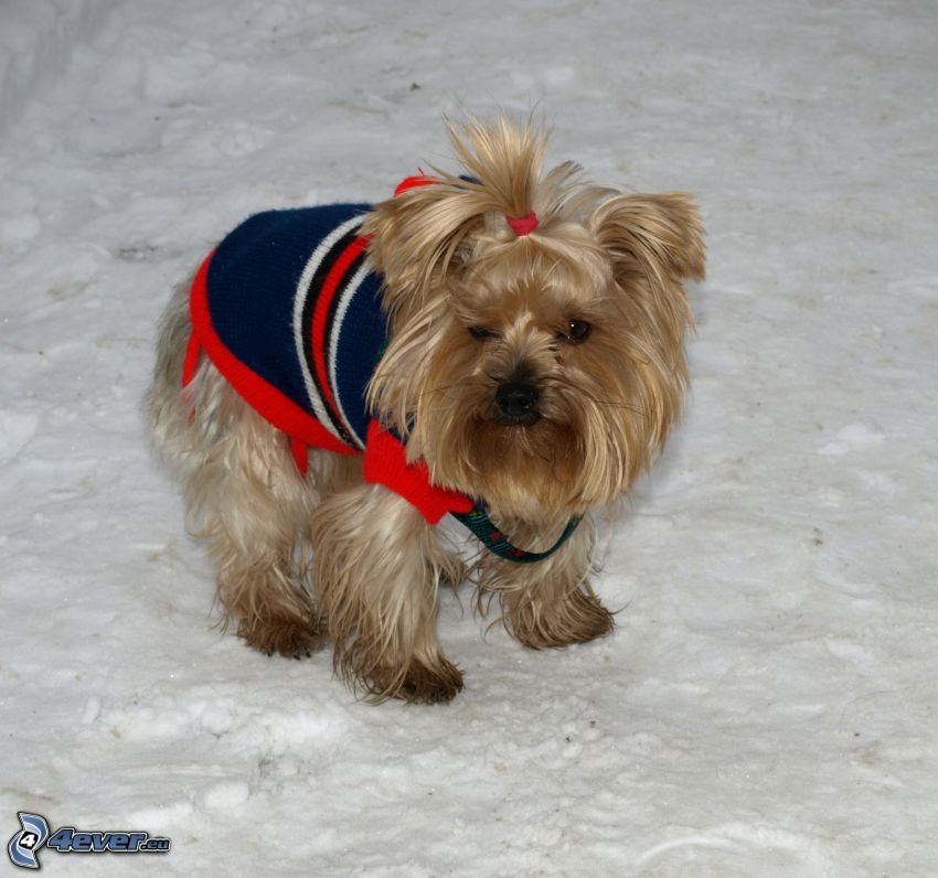 Yorkshire Terrier, neige