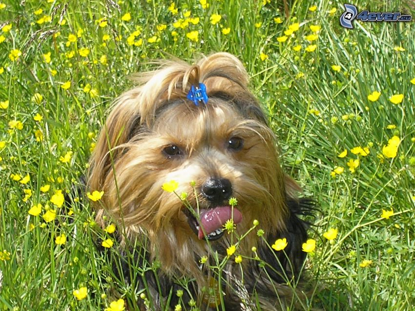 Yorkshire Terrier, prairie, fleurs jaunes