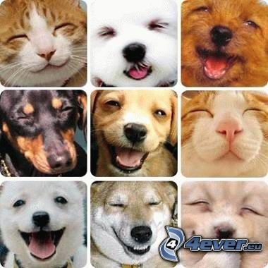chiots, chatons, sourire, collage