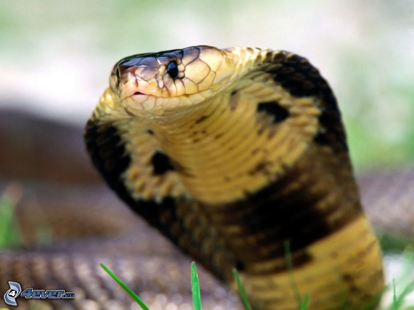 cobra, serpent