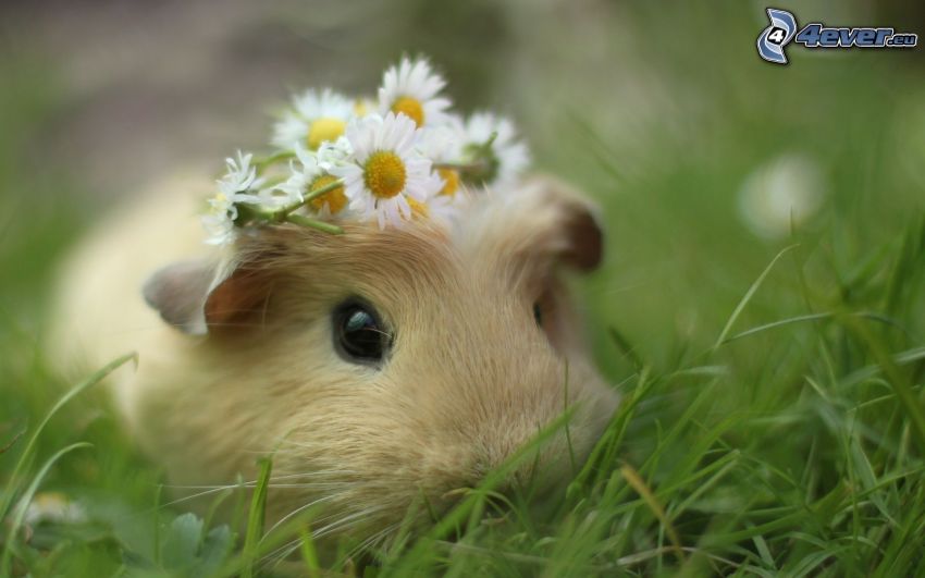 cochon d'Inde, fleurs, l'herbe