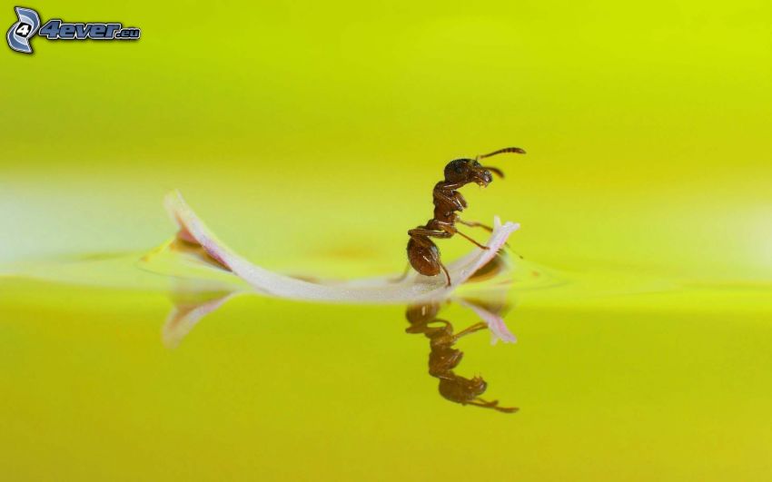fourmi, feuille, reflexion, surface de l'eau