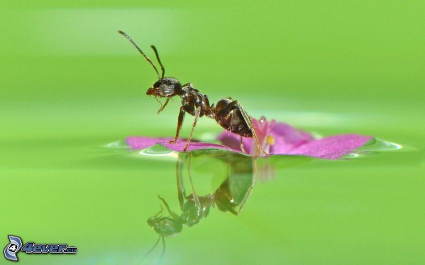 fourmi, fleur violette, surface de l'eau, reflexion