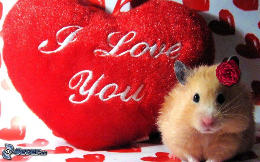 hamster, coussin avec coeurs, I love you, fleur rouge