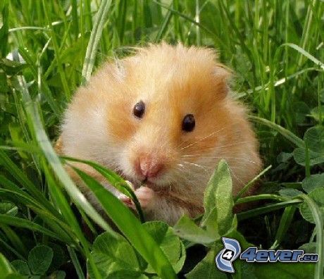 hamster dans l'herbe