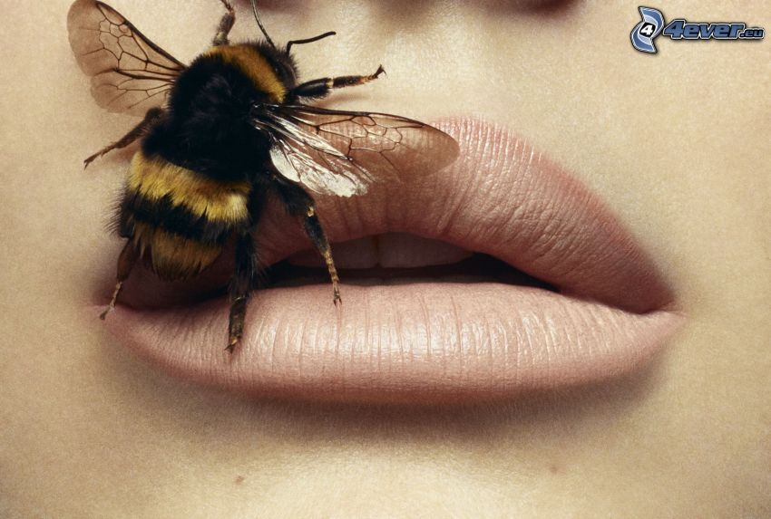abeille, bouche
